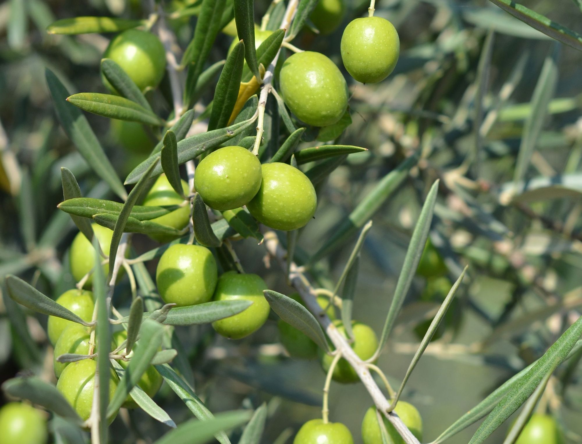 Le Cultivar della Puglia