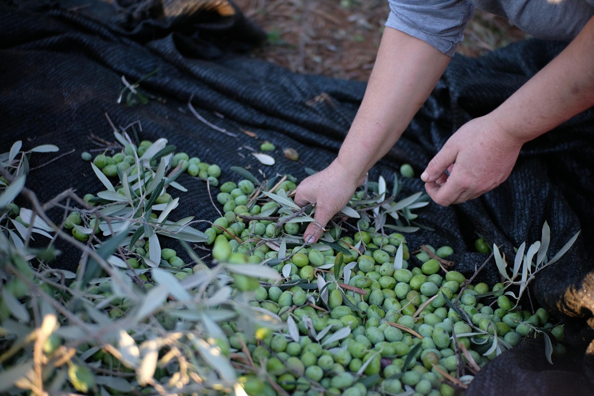 Campagna olearia 2025: Quali prospettive per la Puglia? Confronto con il 2024